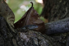 Trachylepis comorensis