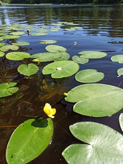 Nuphar lutea