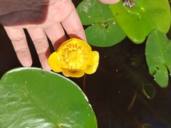 Nuphar lutea