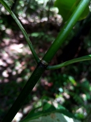 Chassalia acutiflora