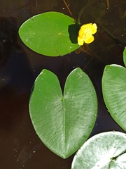Nuphar lutea