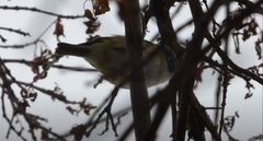 Vireo solitarius