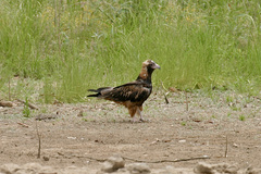 Hamirostra melanosternon