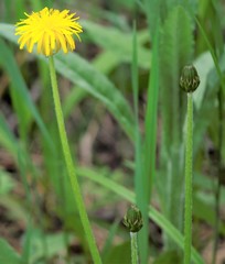 Taraxacum rubiginans