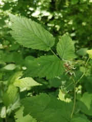 Rubus idaeus