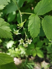 Rubus idaeus