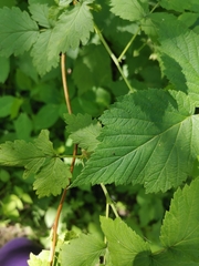 Rubus idaeus