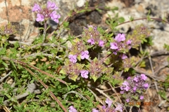 Thymus granatensis