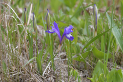 Iris uniflora