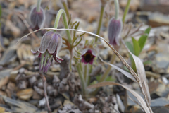 Pulsatilla cernua
