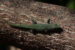 Phelsuma abbotti chekei