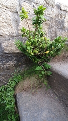 Veronica elliptica