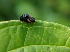 Cryptocephalus ocellatus