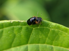 Cryptocephalus ocellatus