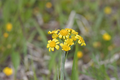 Tephroseris kirilowii