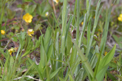 Tephroseris kirilowii