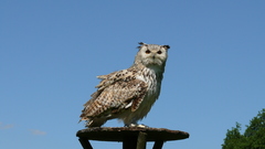 Bubo bubo sibiricus