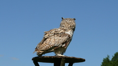 Bubo bubo sibiricus