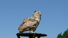 Bubo bubo sibiricus