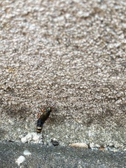 Platydracus fulvipes