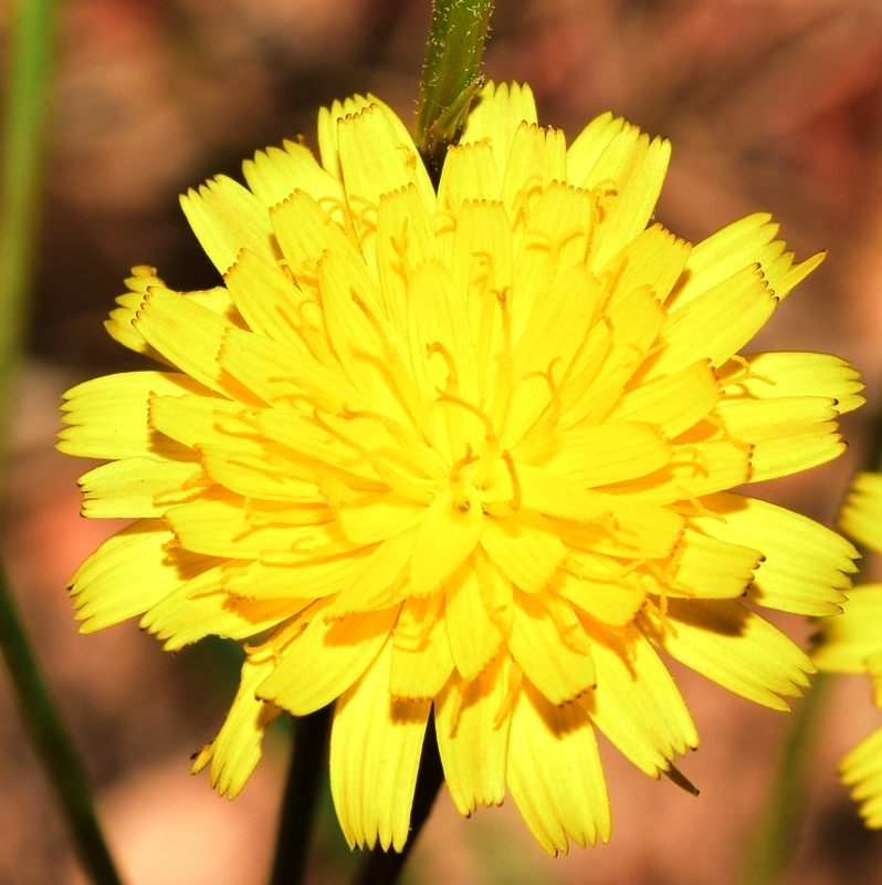 Scorzoneroides carpetana