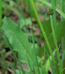 Taraxacum rubiginans
