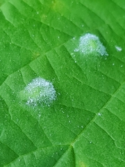 Podosphaera macularis