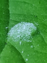 Podosphaera macularis