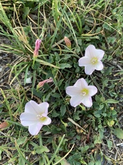 Convolvulus arvensis