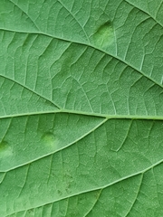 Podosphaera macularis