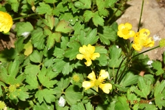Ranunculus macrophyllus