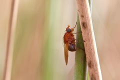 Meiosimyza appula