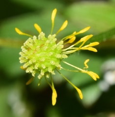 Ranunculus macrophyllus
