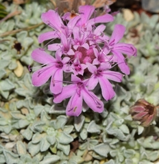 Pterocephalus spathulatus