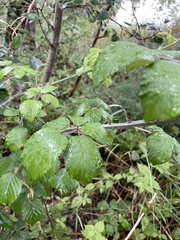 Rubus ulmifolius