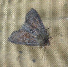 Oligia latruncula
