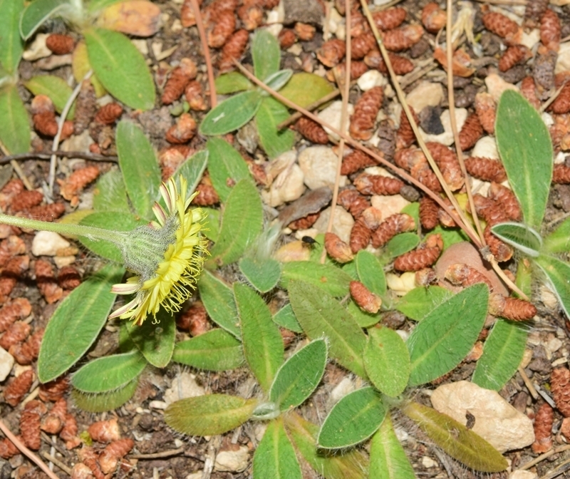 Pilosella tardans
