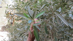 Ficus vasta