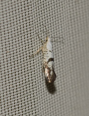 Argyresthia curvella