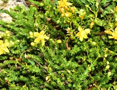 Hypericum ericoides