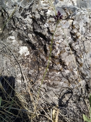 Allium atroviolaceum