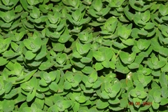 Hypericum caprifolium