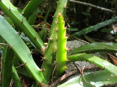 Selenicereus triangularis