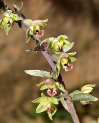 Epipactis kleinii