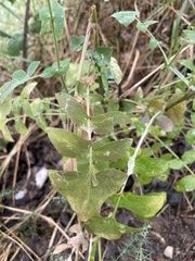 Sonchus