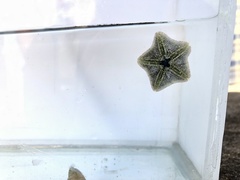 Cryptasterina pentagona