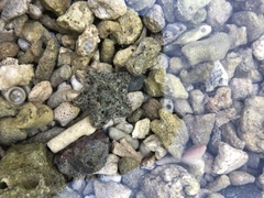 Cryptasterina pentagona