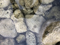 Cryptasterina pentagona