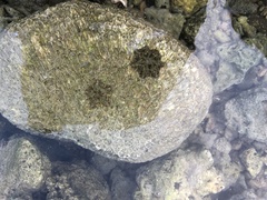 Cryptasterina pentagona