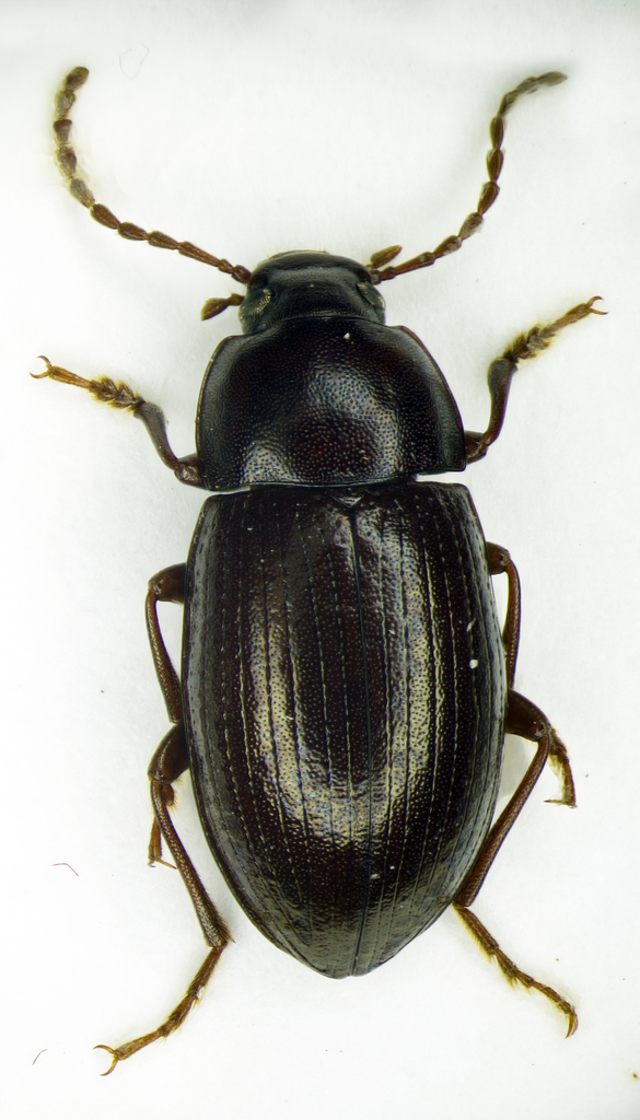 Nalassus laevioctostriatus, photo 1 of 10
